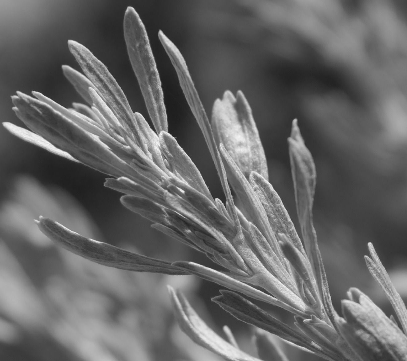 Shasta Sagebrush Quintessence