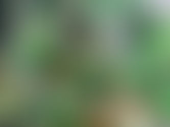 Como Cultivar Plantas Dentro de Casa — Sem Mistério!