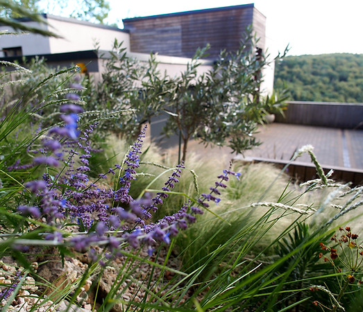 Contemporary Mediterranean garden design