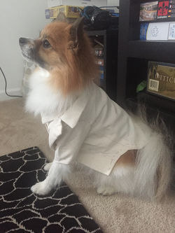 Teddy's Tuxedo