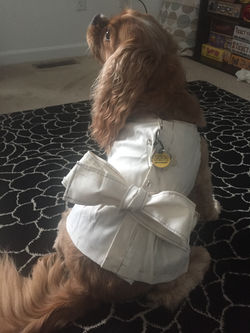 Holly's Dress