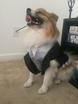 Teddy's Tuxedo