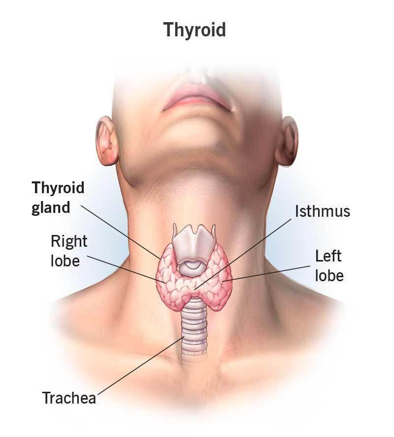 Anatomical diagram of the thyroid gland showing the right lobe, left lobe and isthmus — relevant to thyroid cancer assessment and surgery by Dr Vyas Prasad at Absolute ENT, Singapore