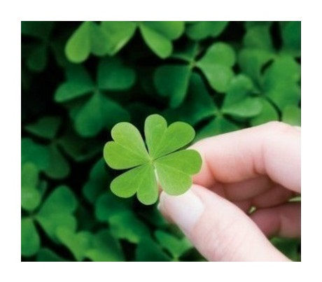 Thumbnail: Grow Your Own Lucky Four Leaf Clover Seeds