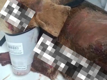 Crime de maus tratos a animais é registrado em Nonoai/RS