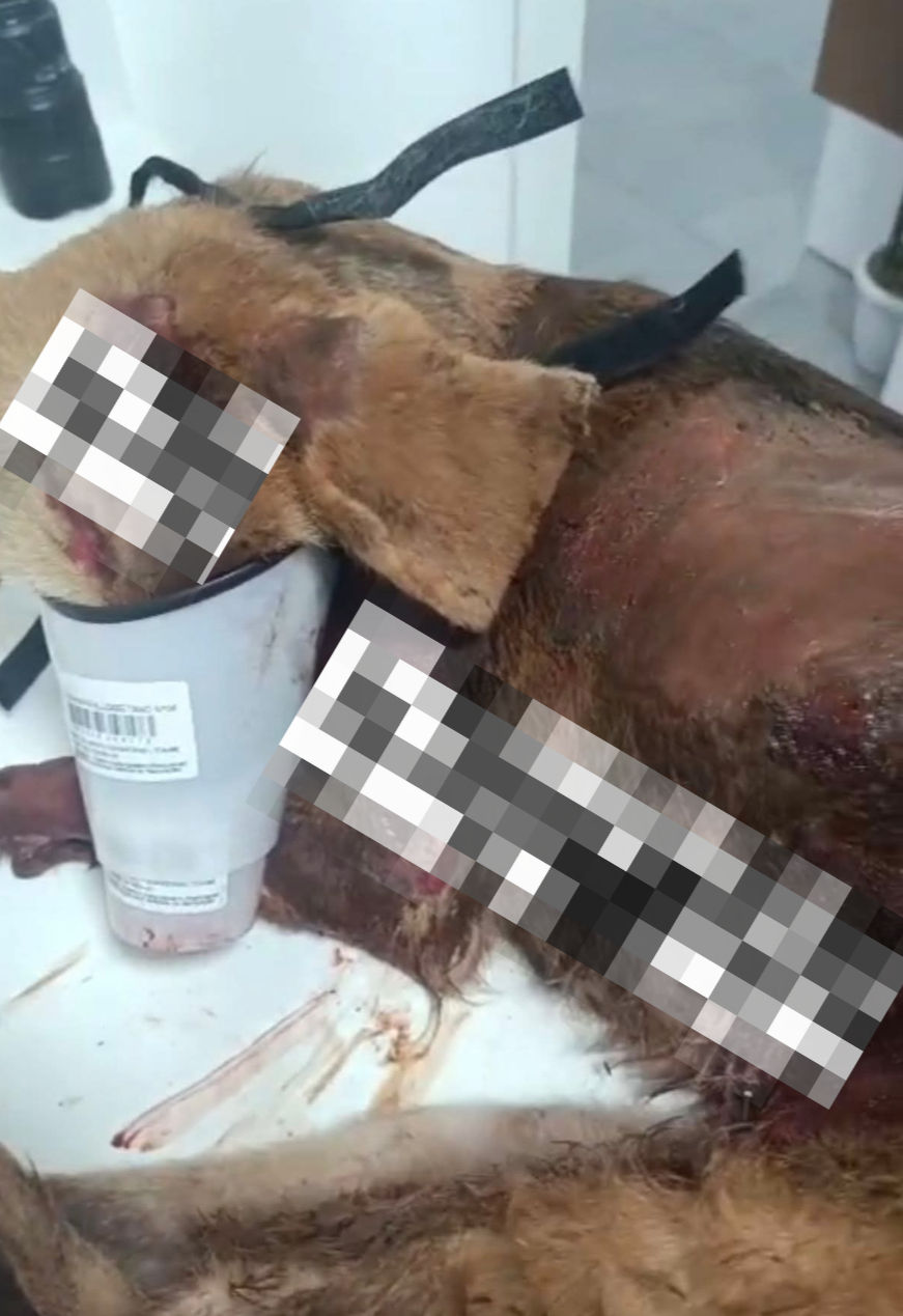 Crime de maus tratos a animais é registrado em Nonoai/RS
