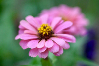 pink flower