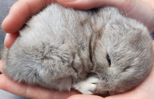 Mini Cashmere Lops Holland Lops Zwerge Vom Apfelgarten