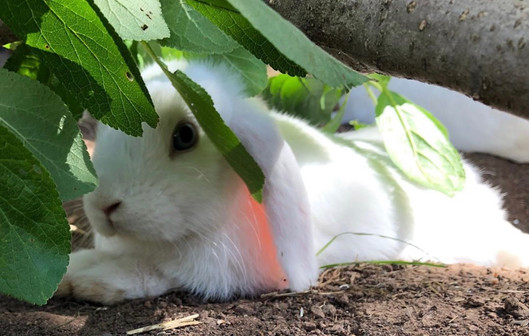 Mini Cashmere Lops Holland Lops Zwerge Vom Apfelgarten