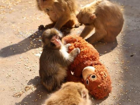 Punch the Monkey Japan Zoo: Why the Viral Baby Macaque & Plushie are 2026’s Biggest Trend
