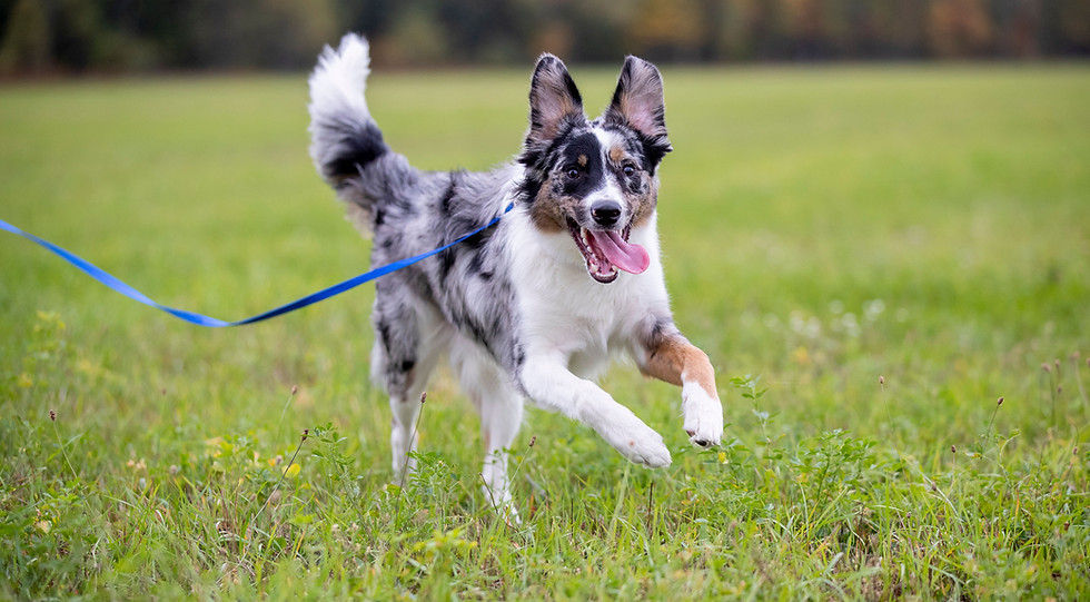 Border Collie
