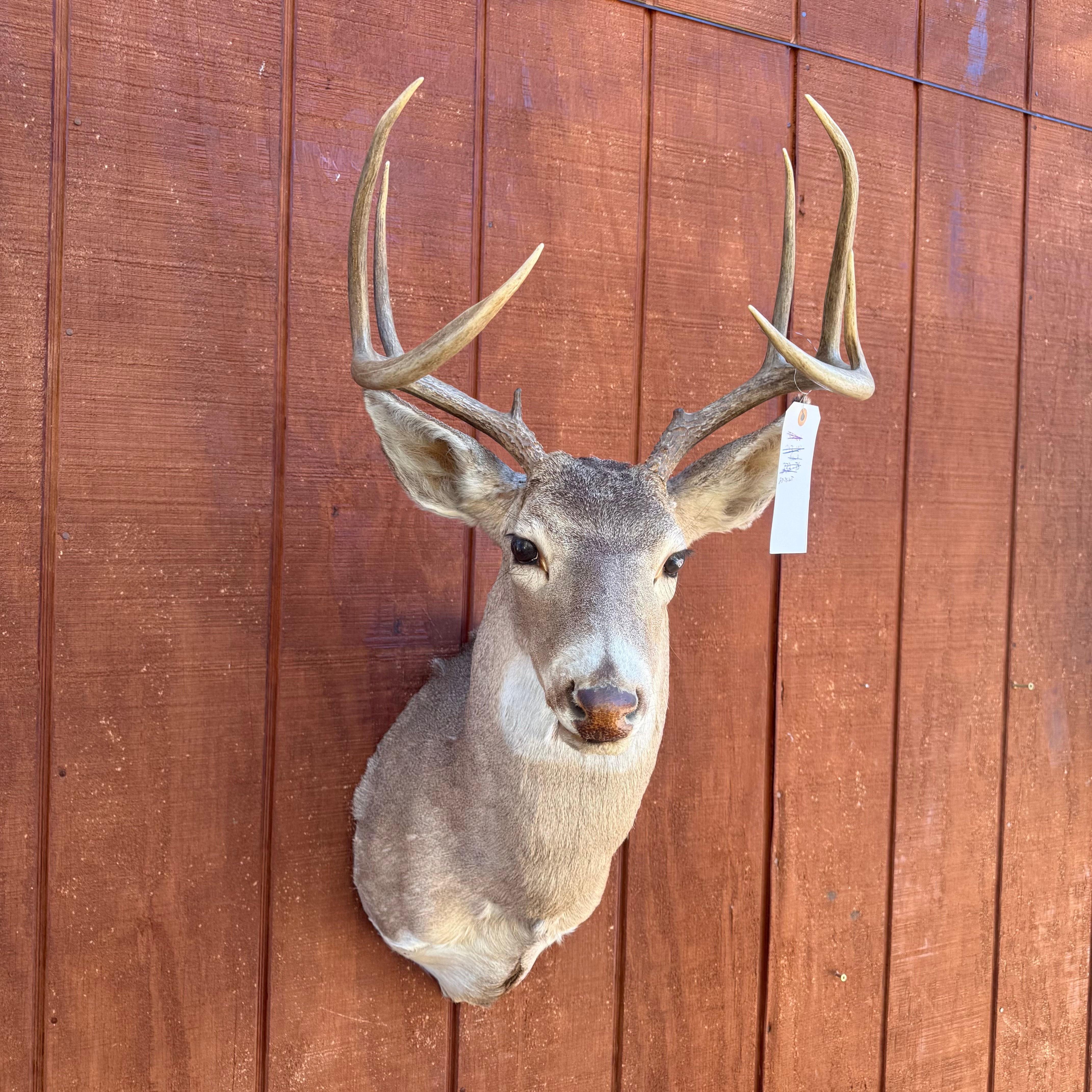 Whitetail Deer Shoulder mount