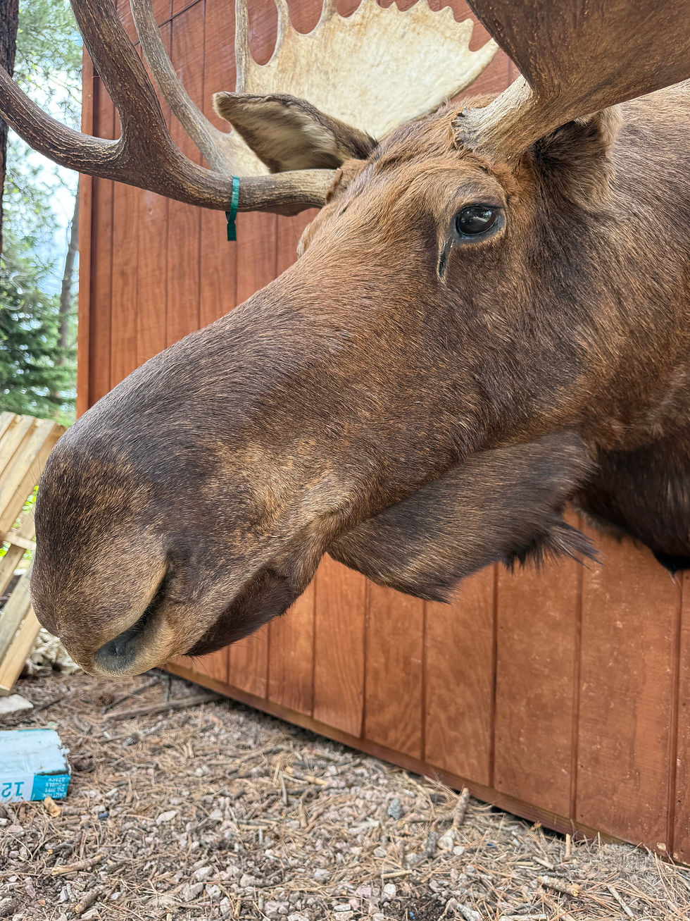 Thumbnail: 46.5" Moose