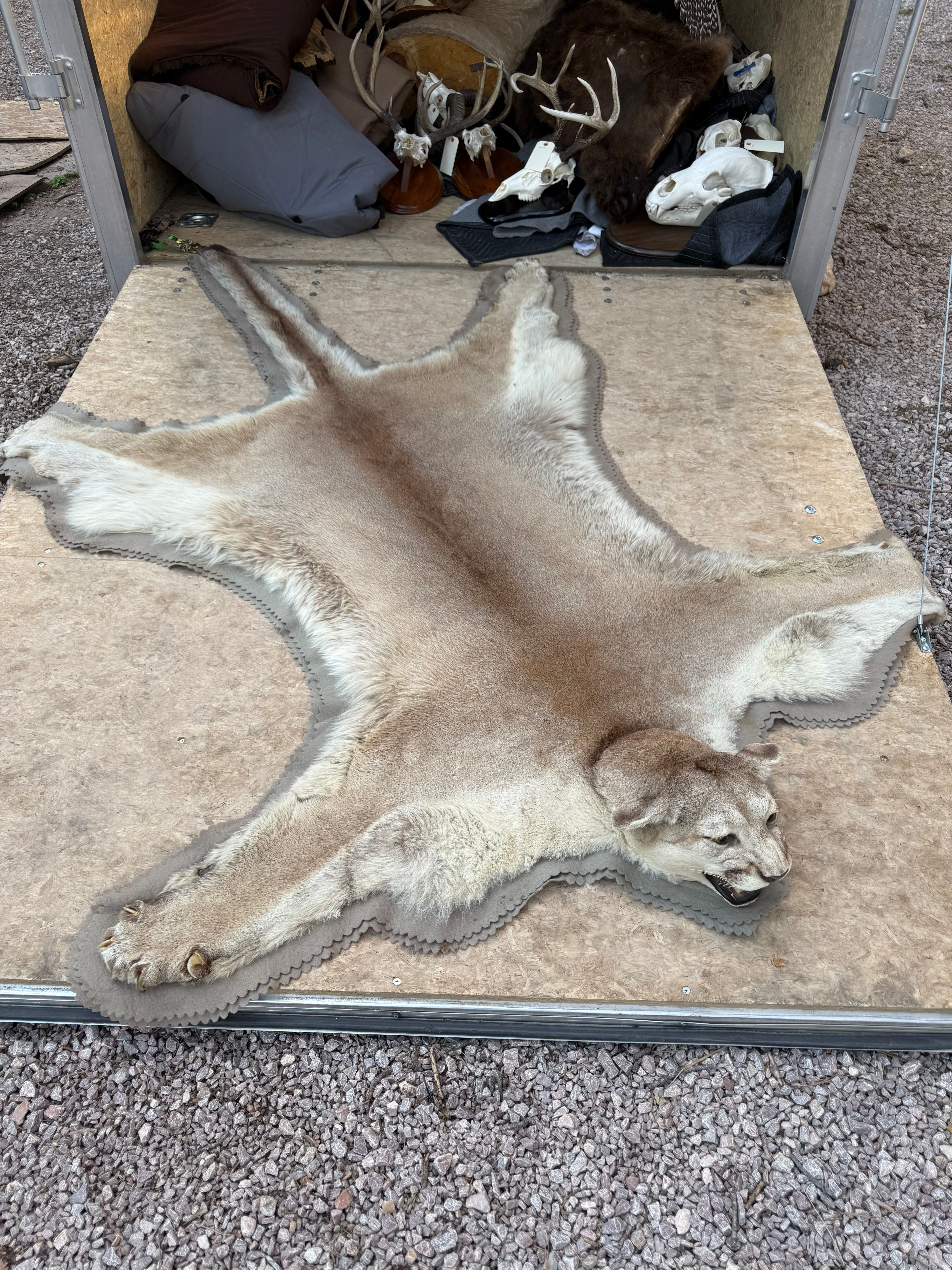 Mountain Lion Rug