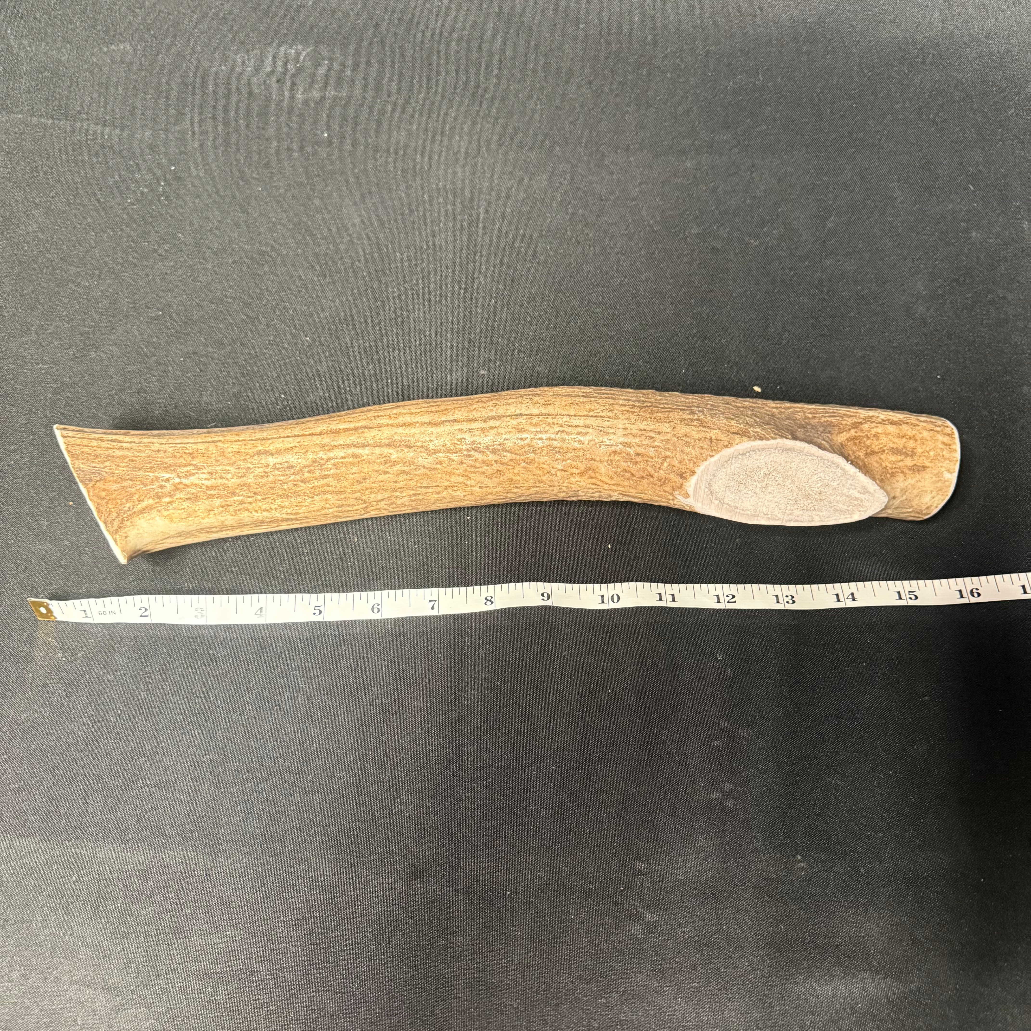 Giant Elk Antler Dog Chew