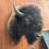 Thumbnail: Bison Shoulder Mount
