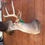 Thumbnail: Whitetail Shoulder Mount