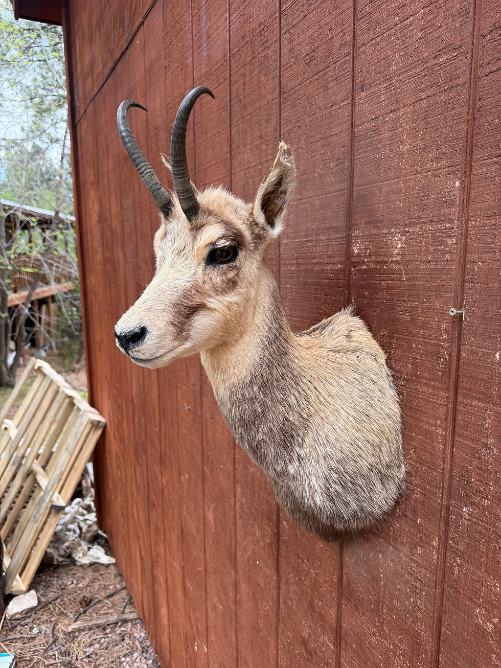 Thumbnail: Chamois