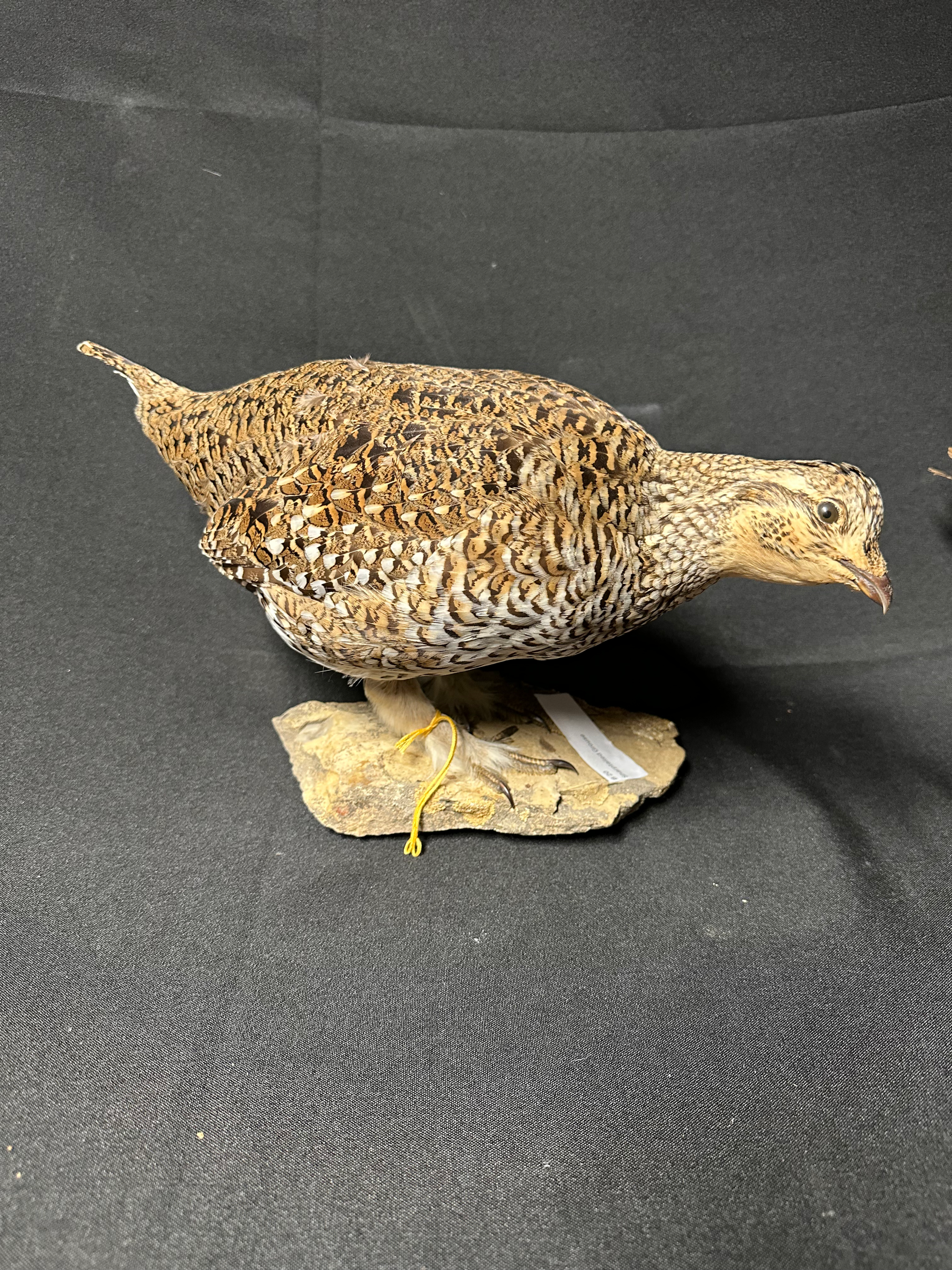 Sharp tailed grouse