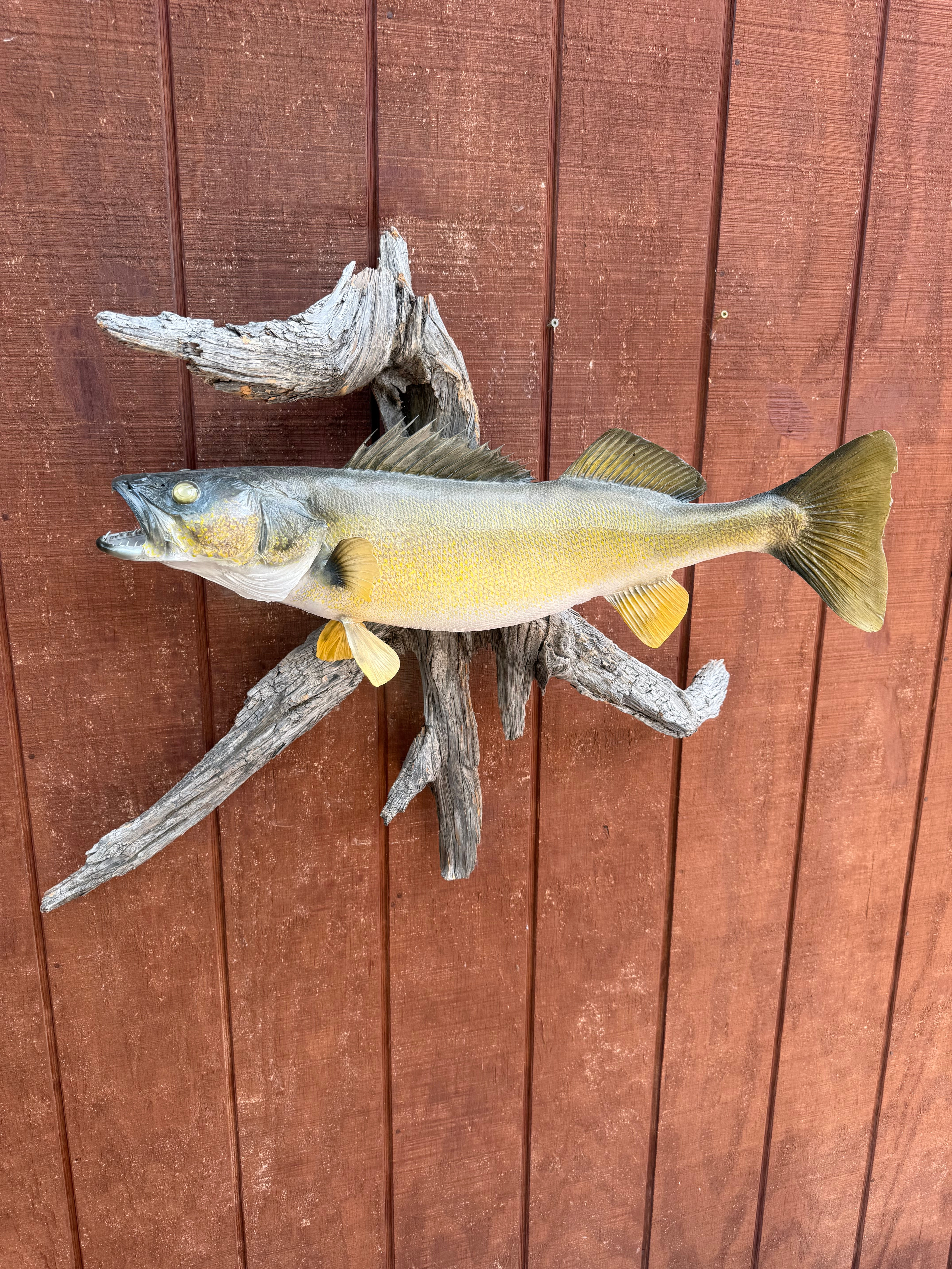28" Walleye