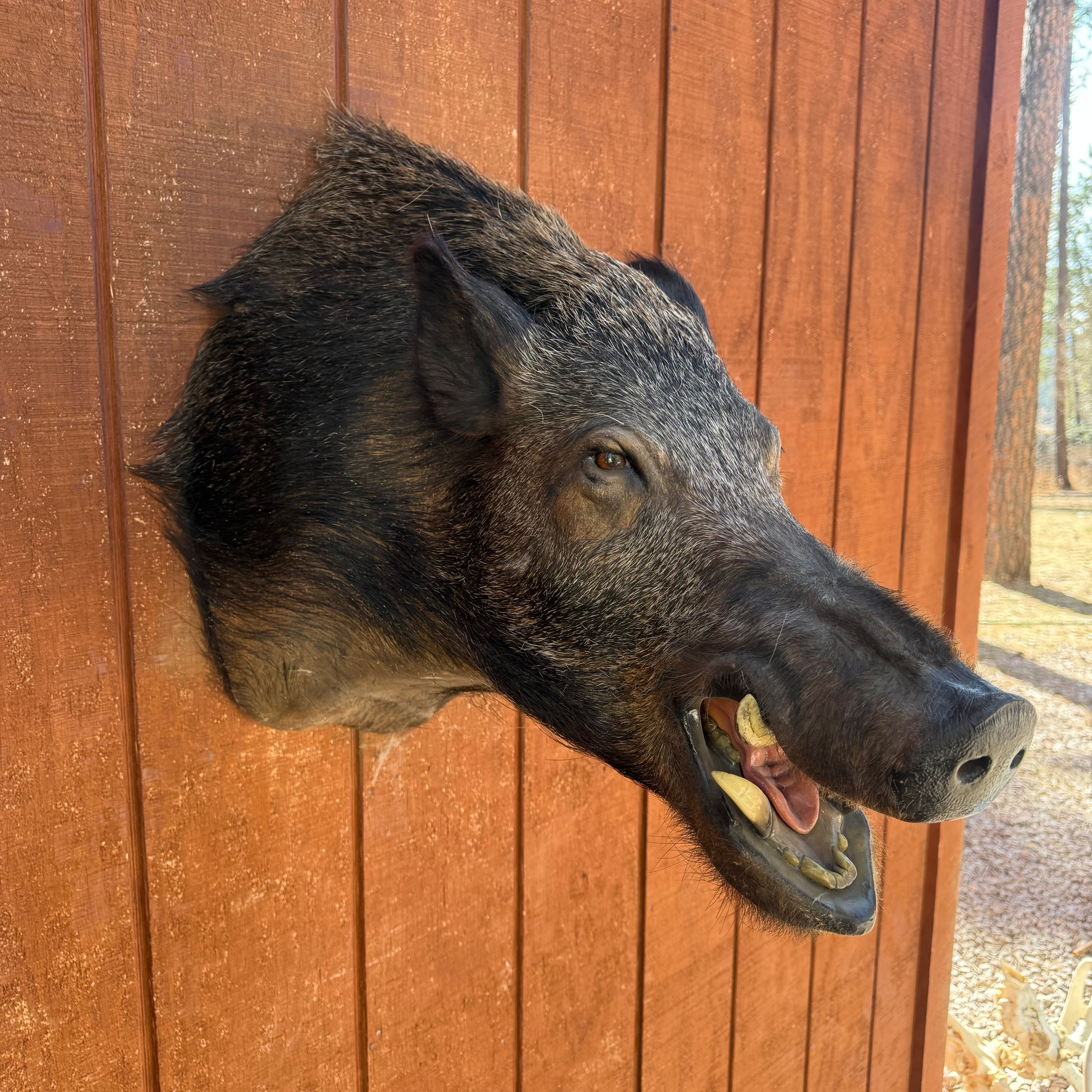 Wild Hog shoulder mount