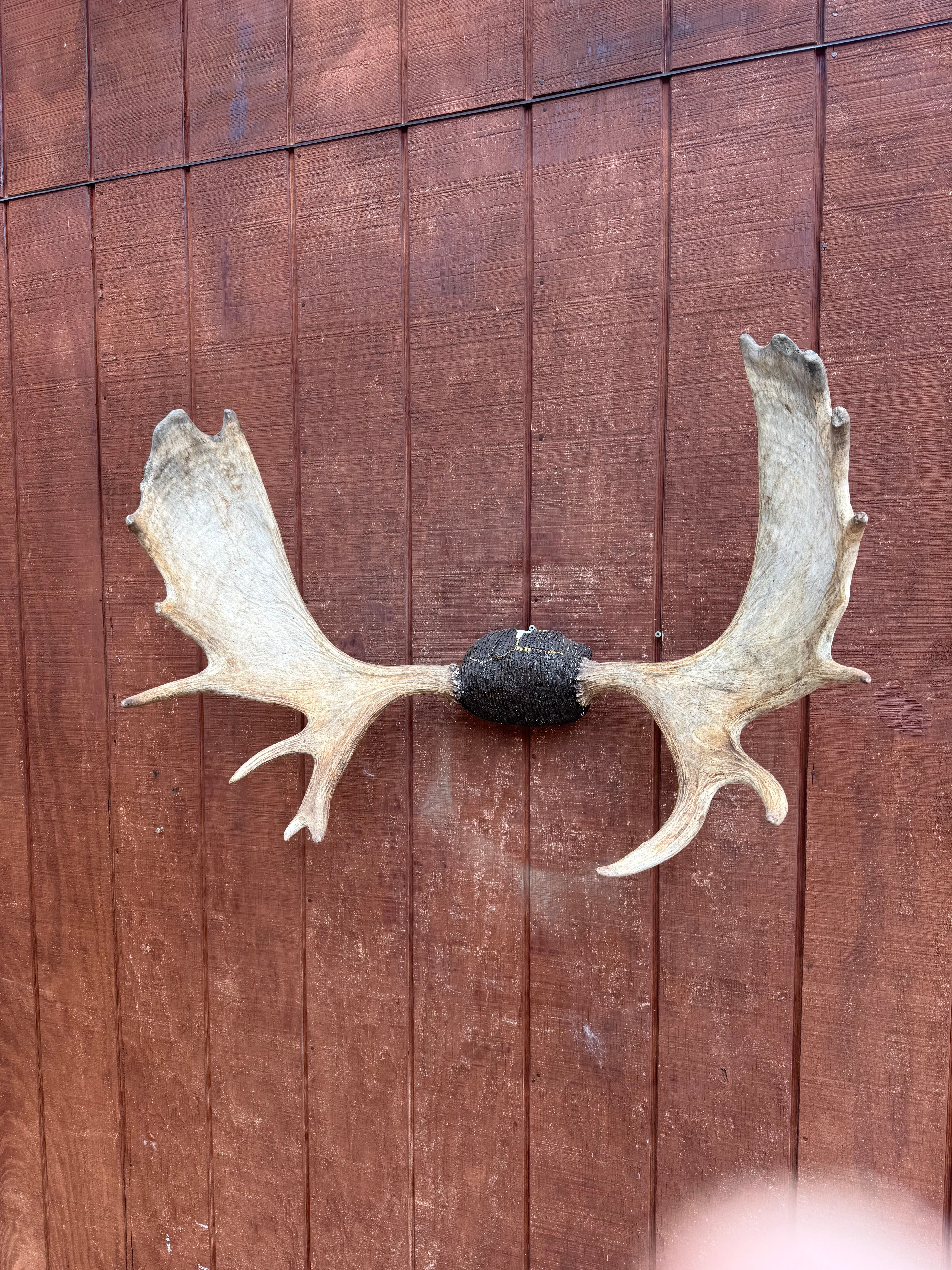 Moose antlers