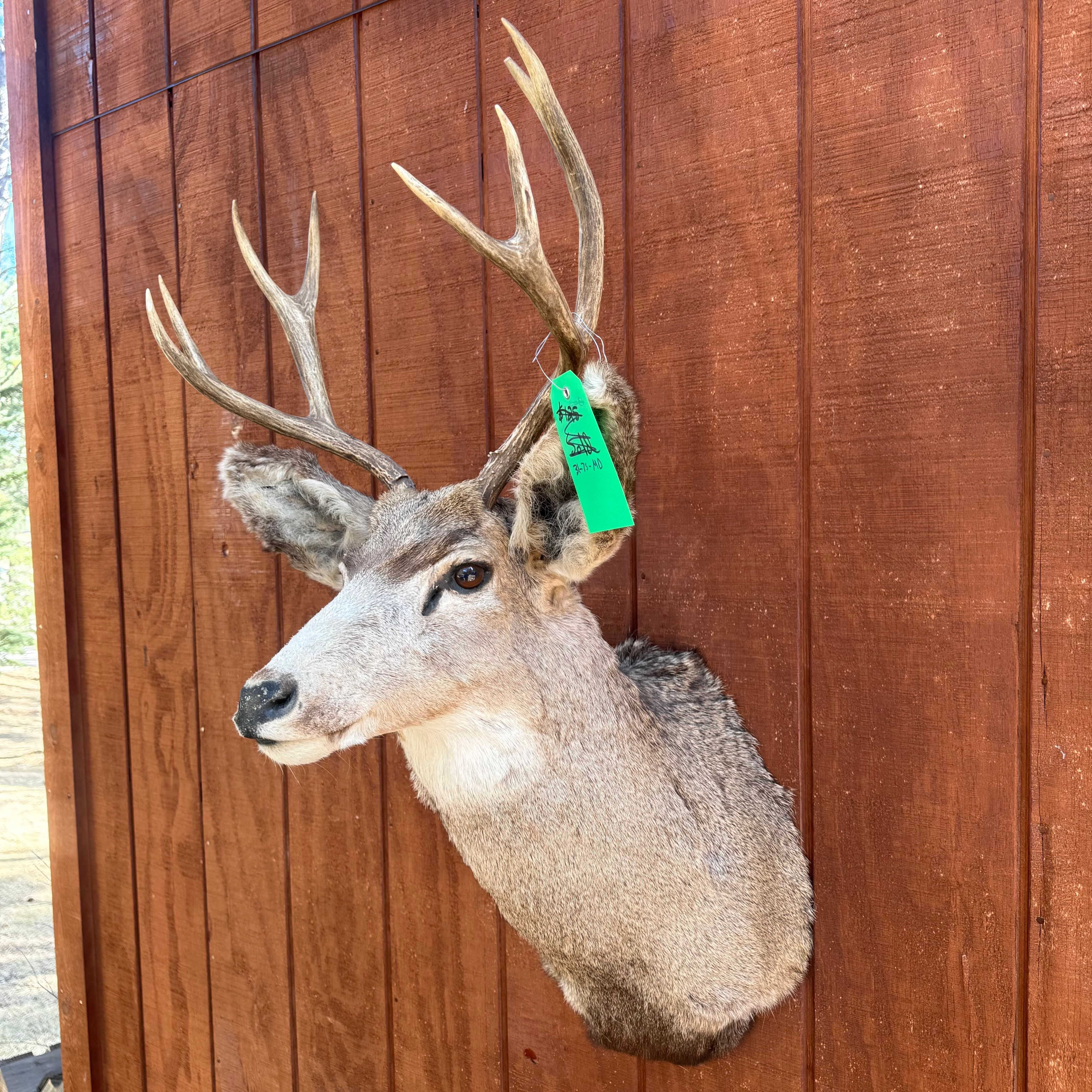 Mule Deer Shoulder Mount