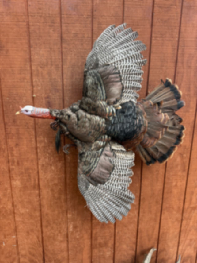 Turkey