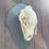 Thumbnail: Brown Bear Skull