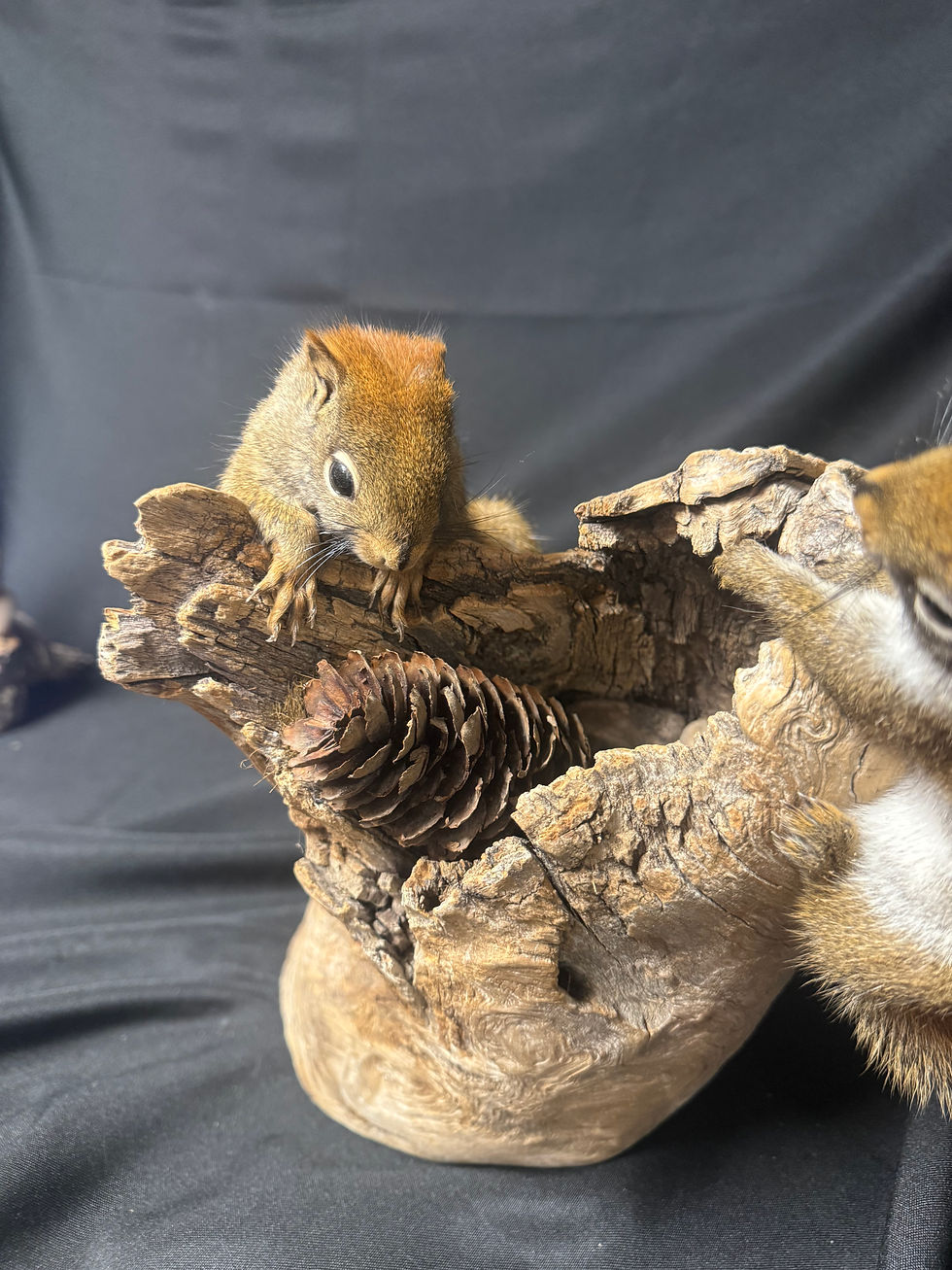 Thumbnail: Double Chipmunk Mount