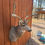 Thumbnail: Mule Deer Shoulder Mount