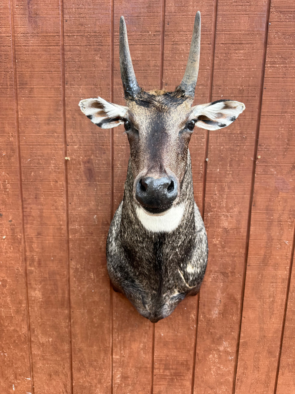 Thumbnail: Nilgai