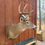 Thumbnail: Whitetail Deer Shoulder mount