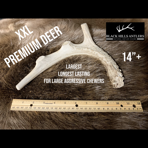 XXL Premium Deer Antler Dog Chew | Black Hills Antlers