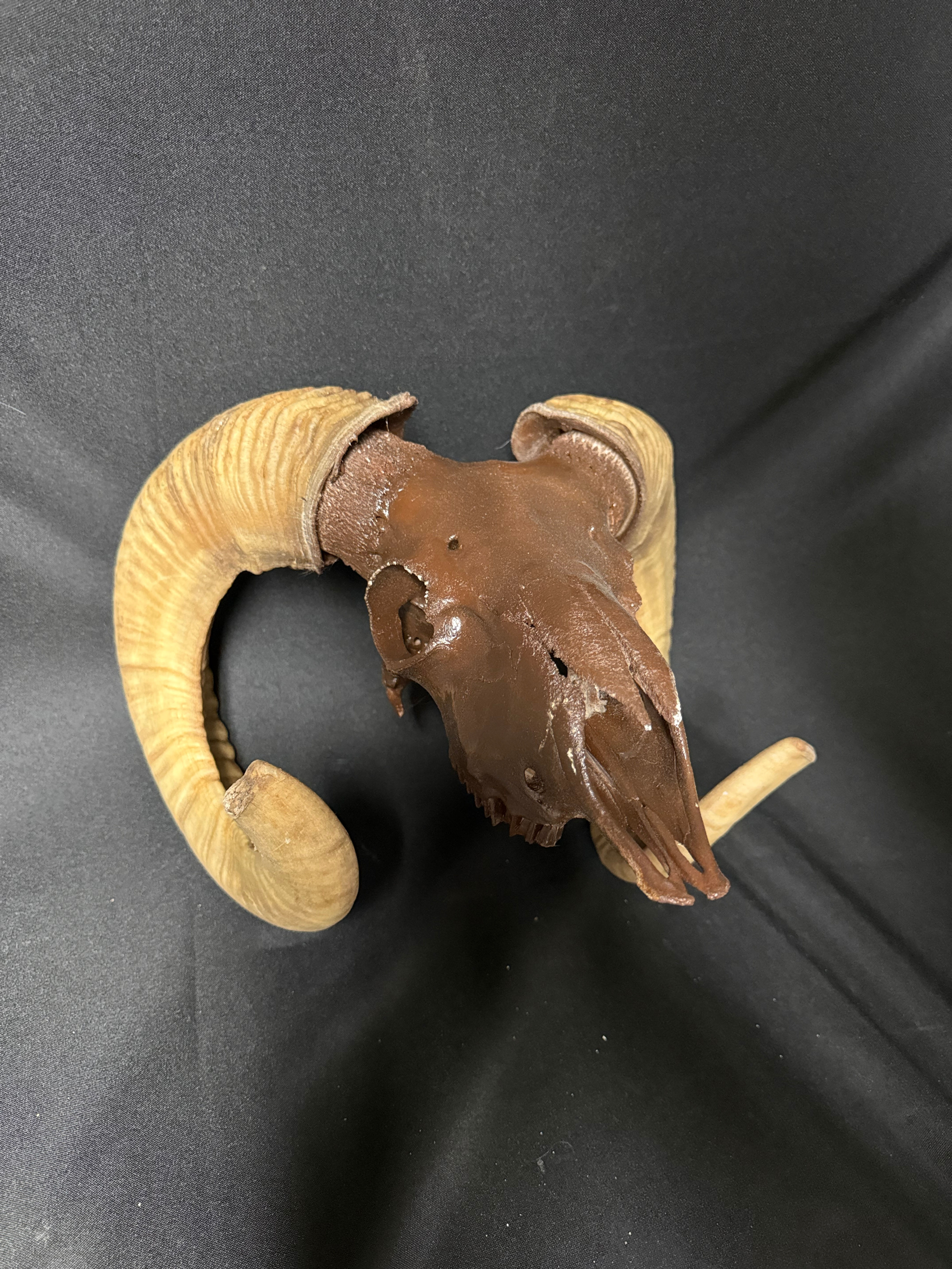 Sheep Skull