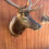 Thumbnail: Elk Mount