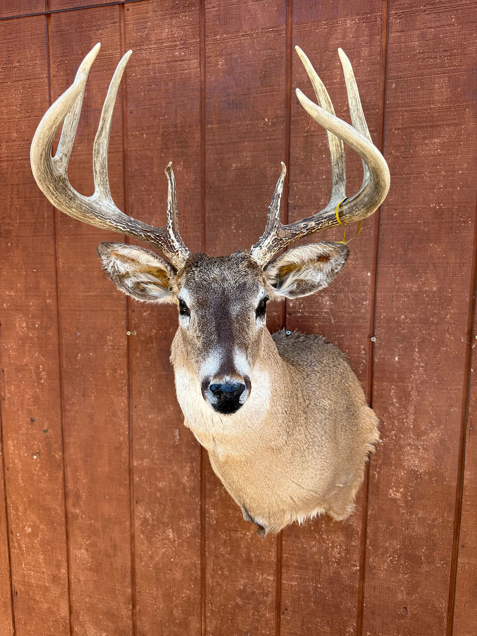 Thumbnail: Whitetail Shoulder Mount