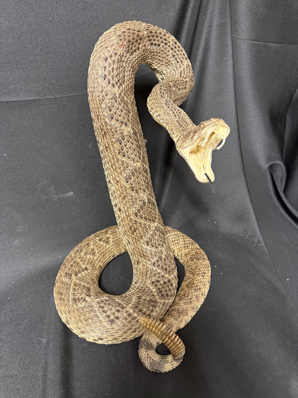 Thumbnail: Diamondback Rattle snake
