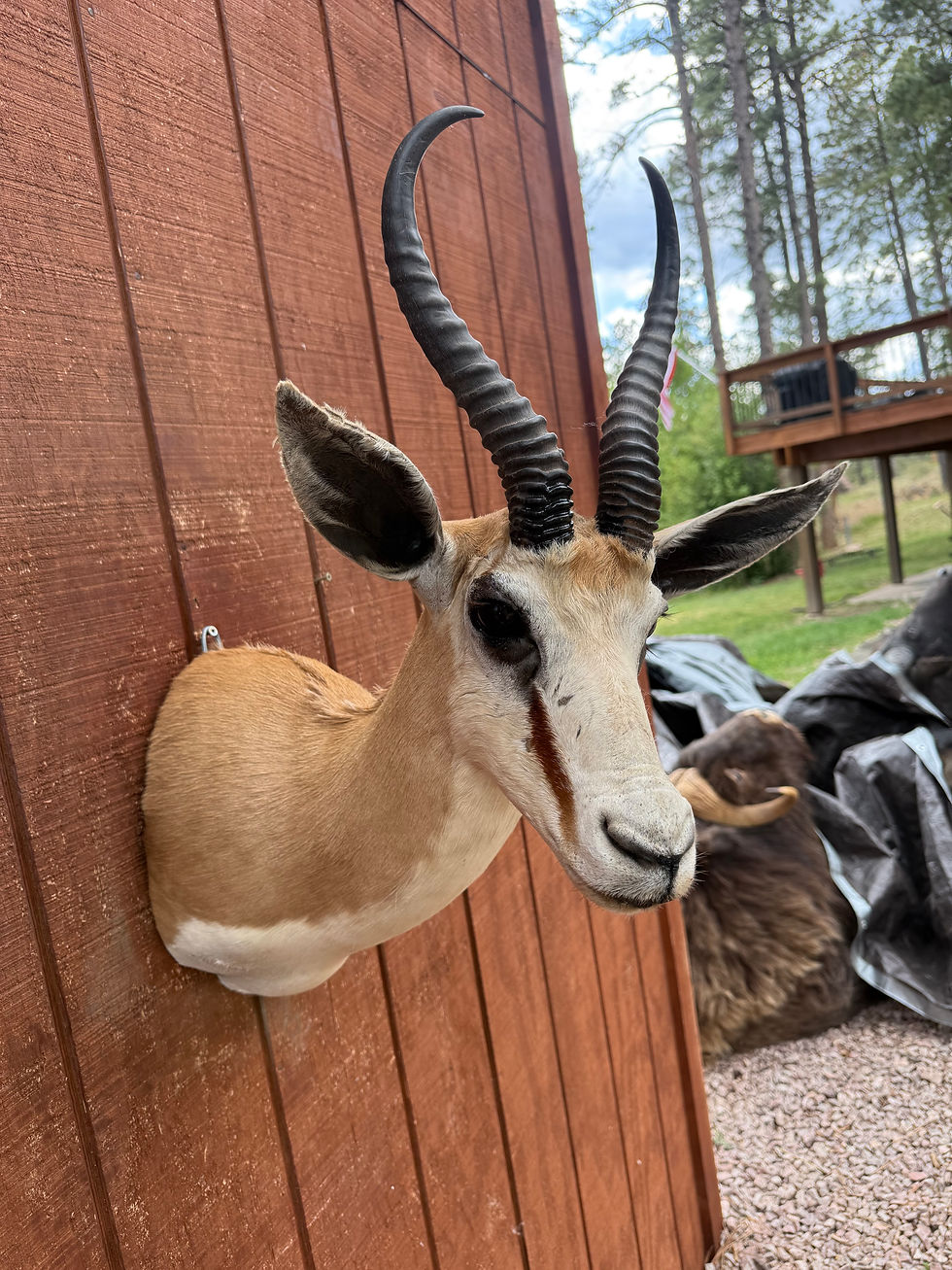 Thumbnail: Springbok