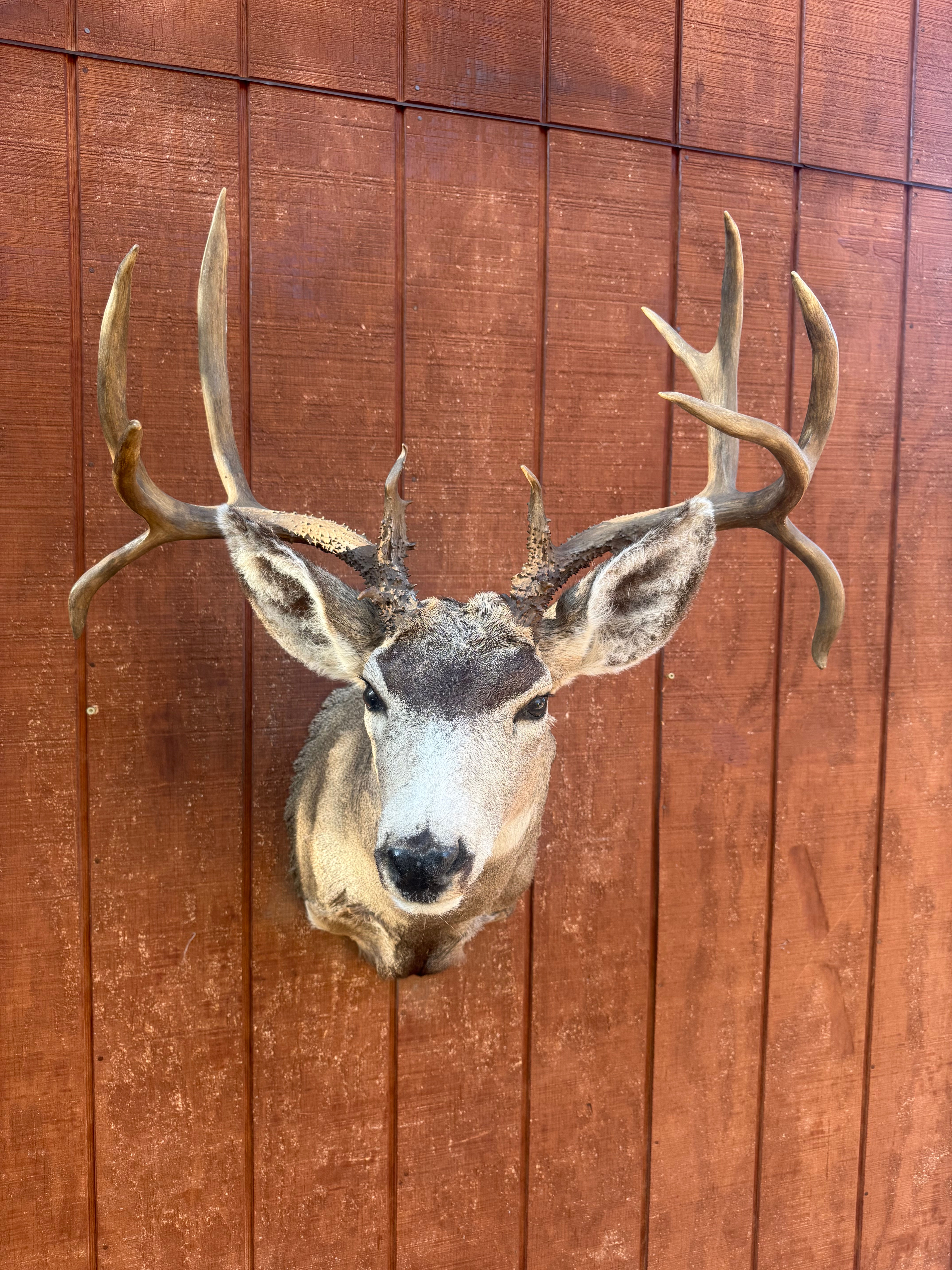 Mule Deer Double Drop