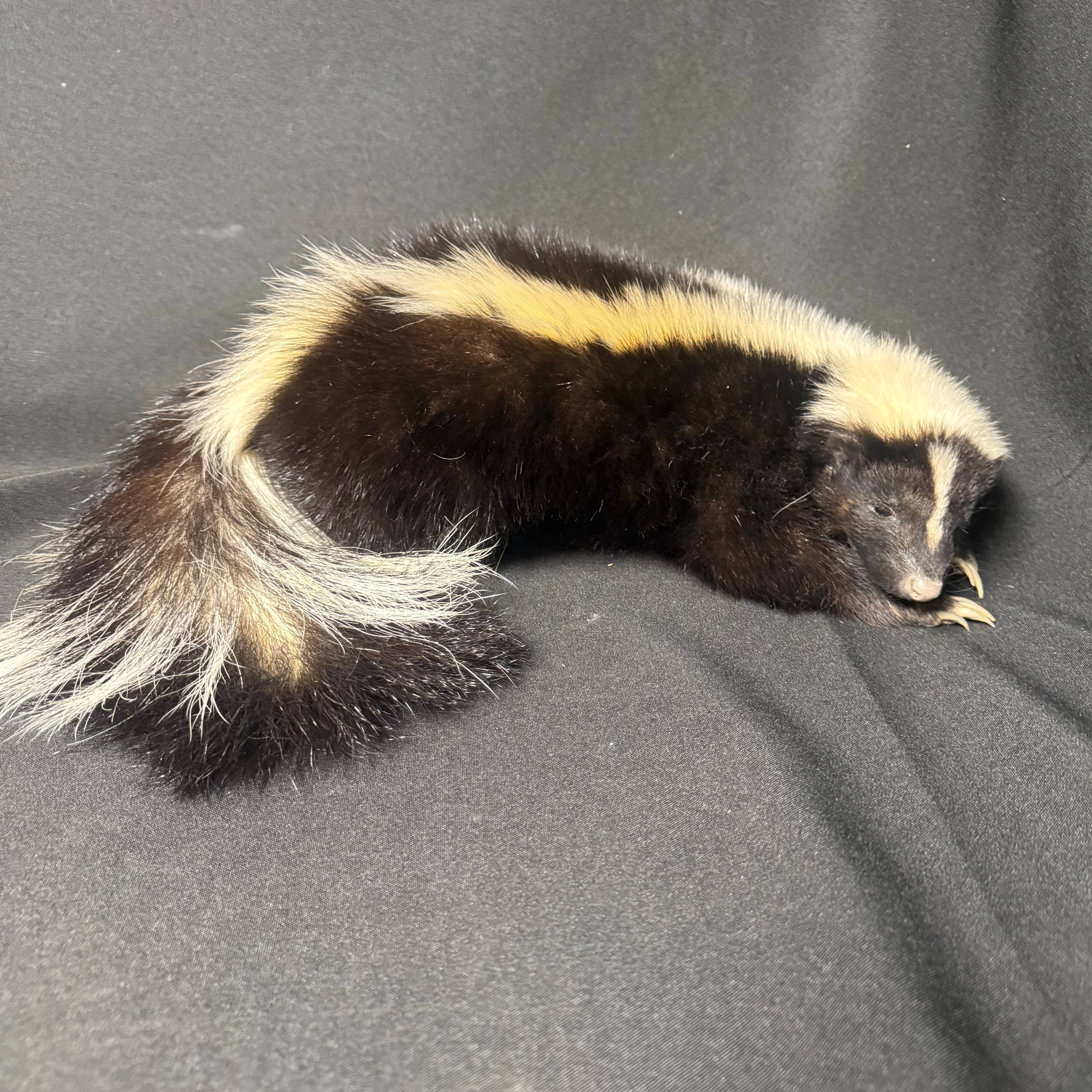 Life Size Skunk