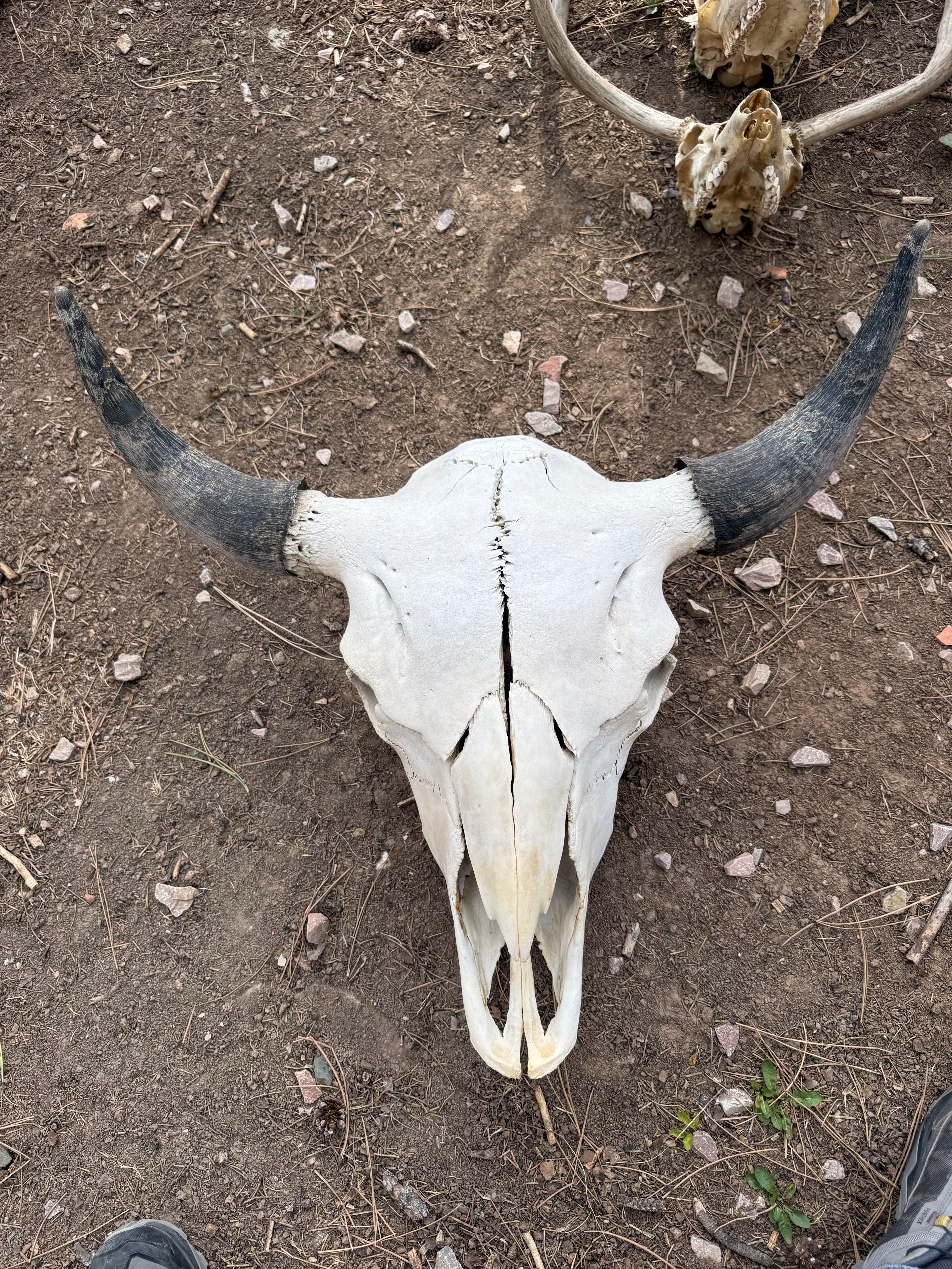Bison Skull