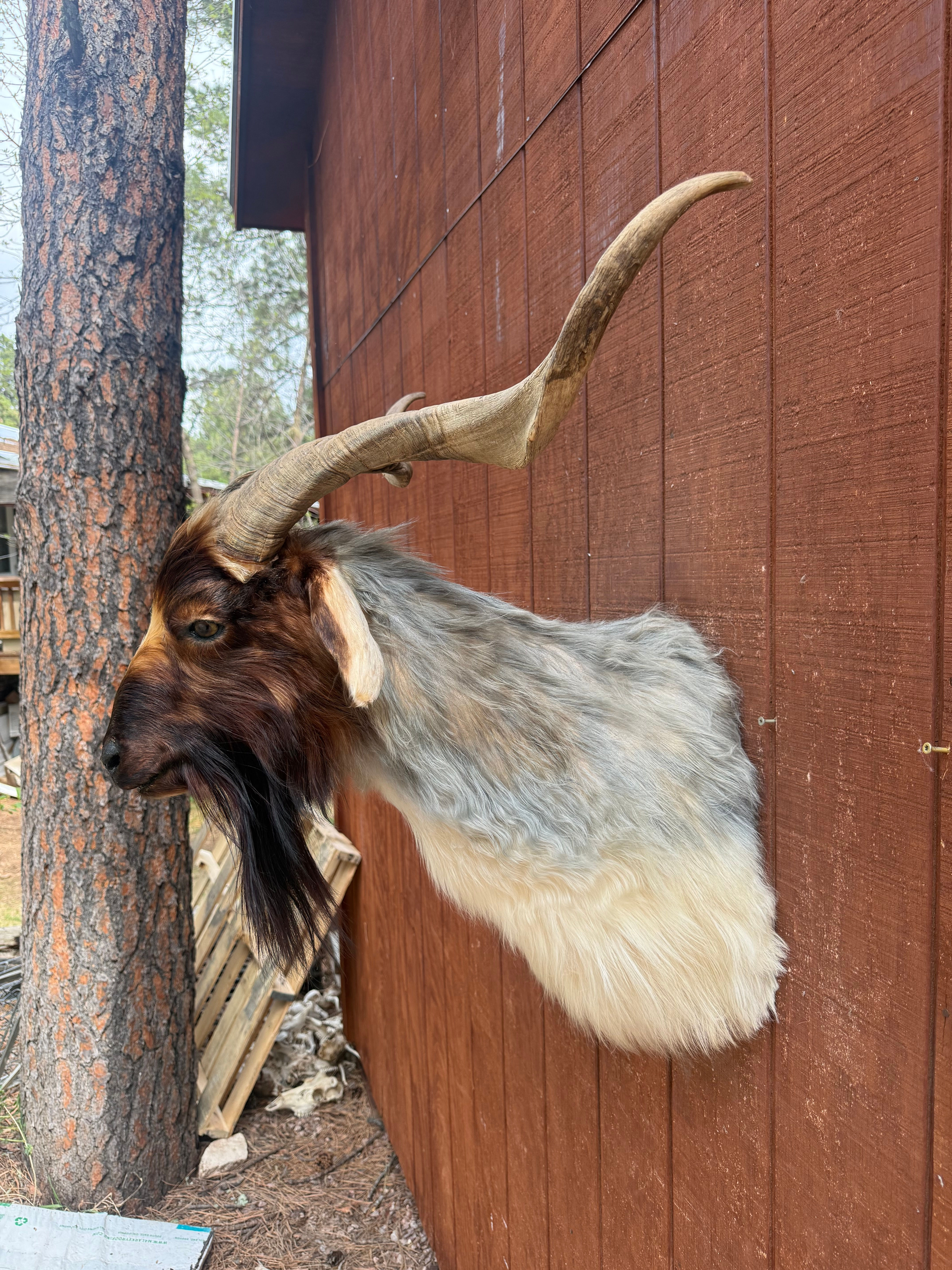 Tri-color Goat