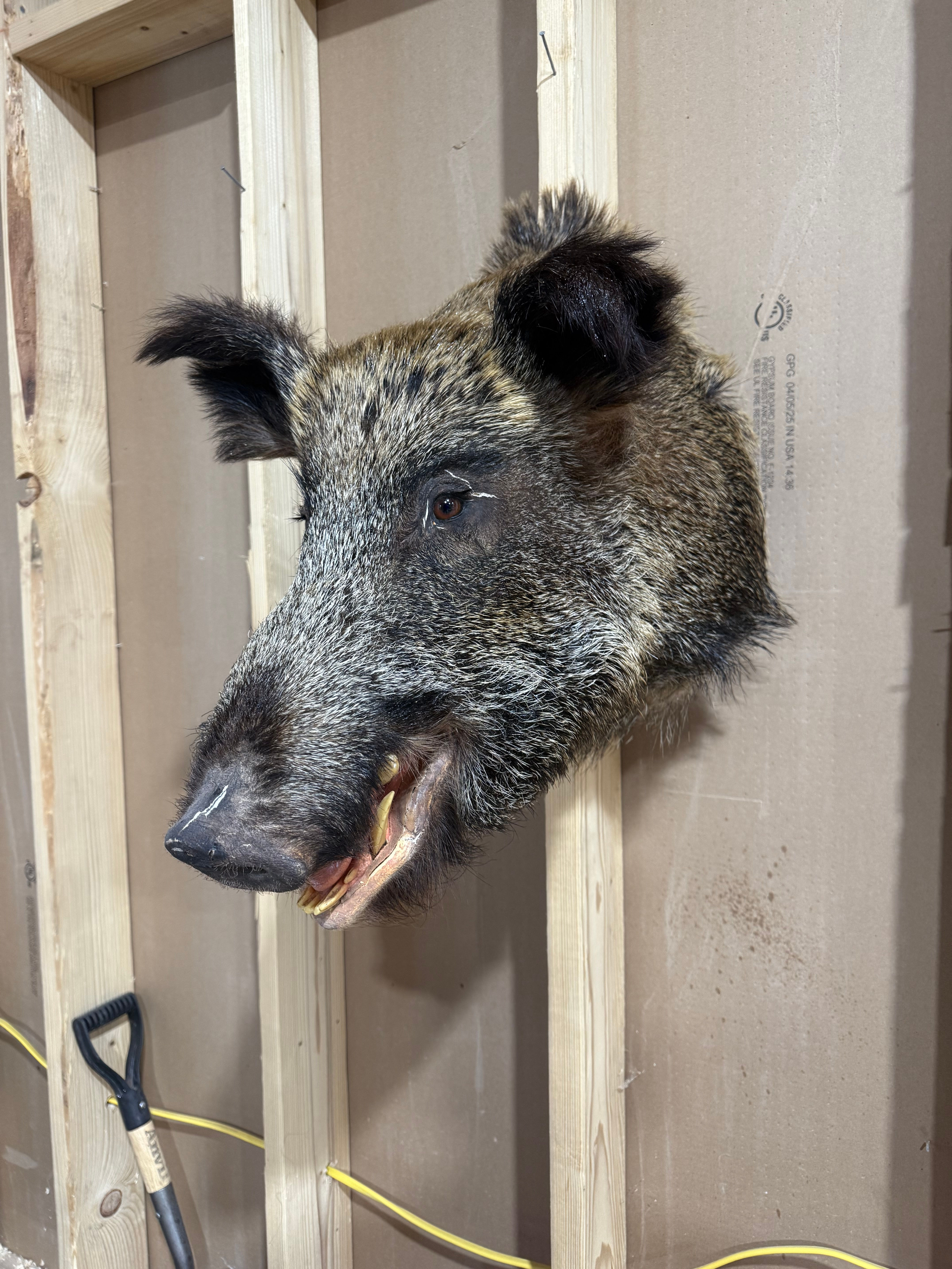 Wild Pig Shoulder Mount