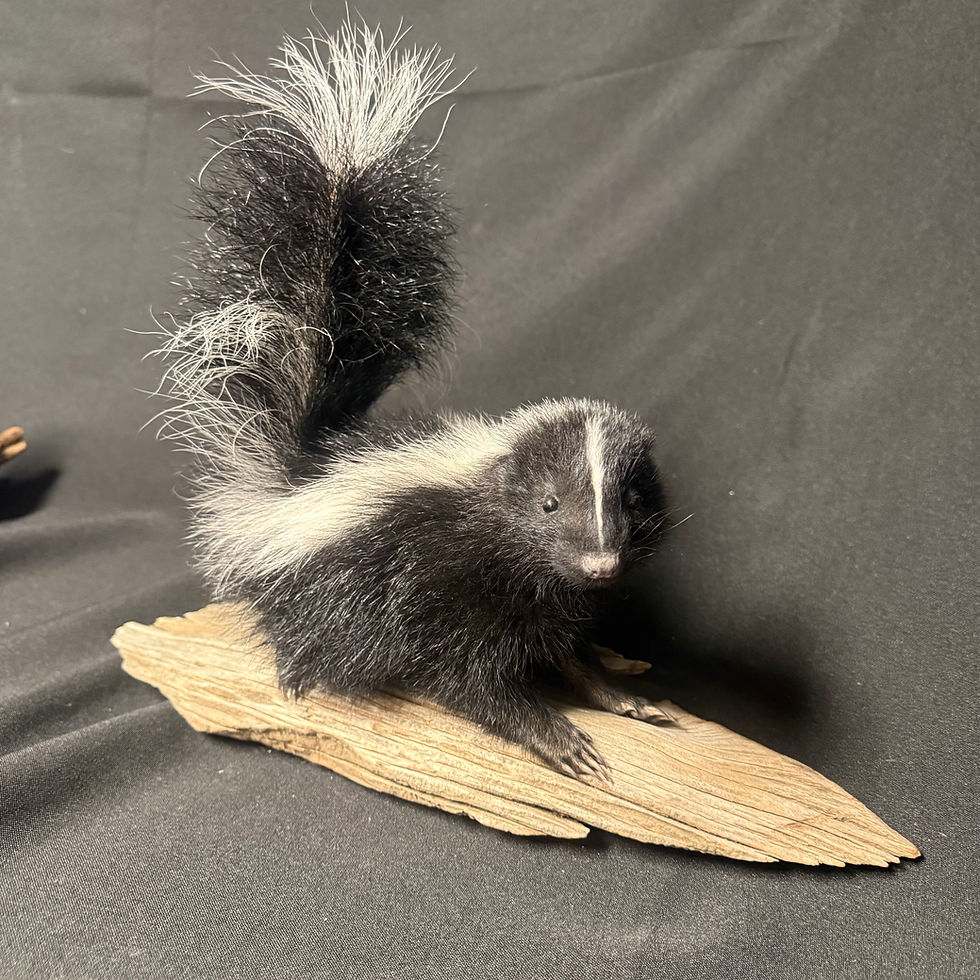 Thumbnail: Baby Skunk