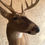 Thumbnail: Pedestal Whitetail