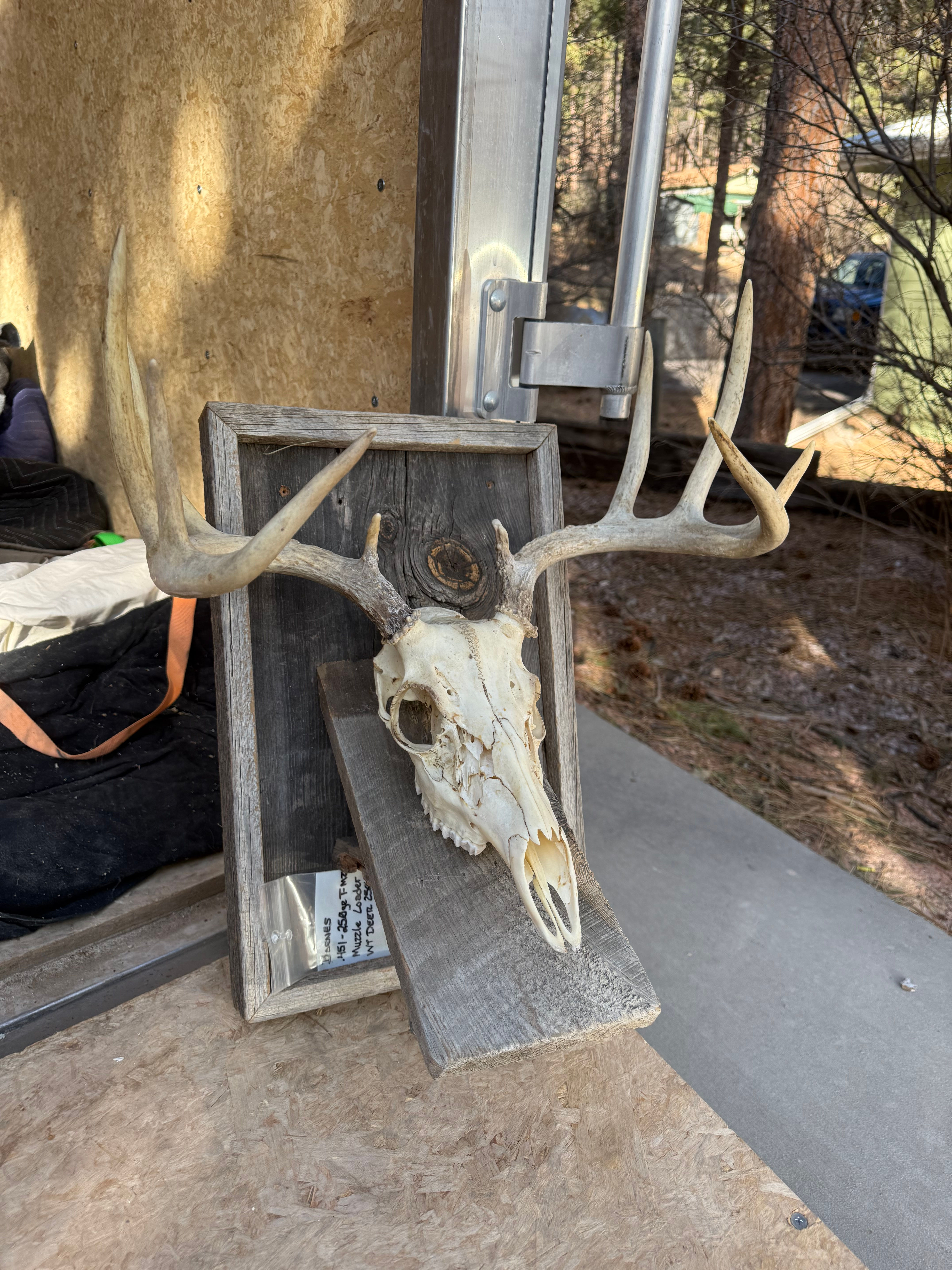 Whitetail Euro w/o Plaque