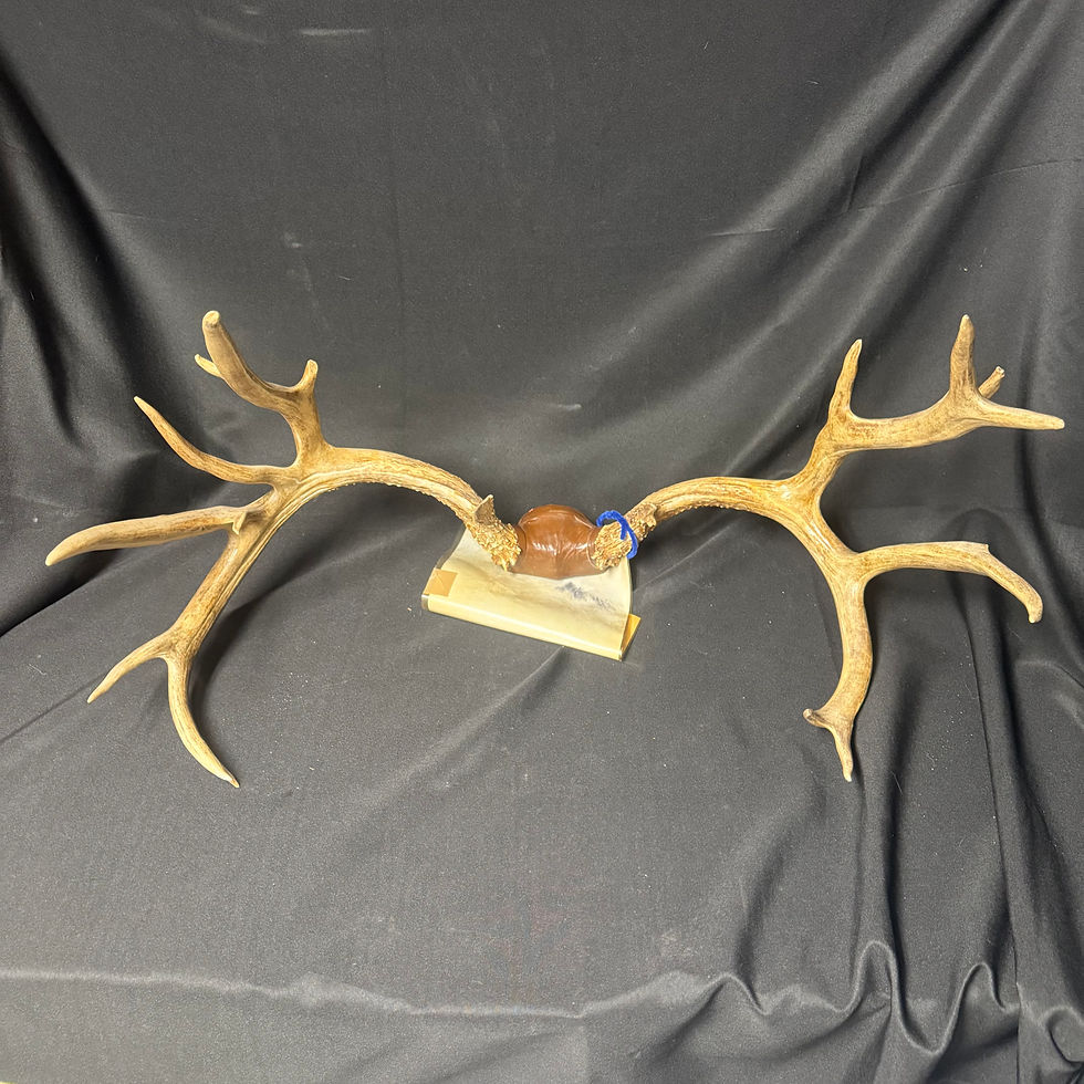 Thumbnail: Big Mule Deer
