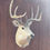 Thumbnail: Whitetail Deer Shoulder mount