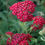 Thumbnail: Yarrow Glycerite